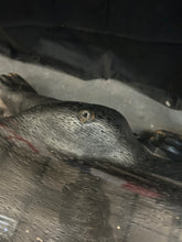 Load image into Gallery viewer, Jaguar Coffee Table
